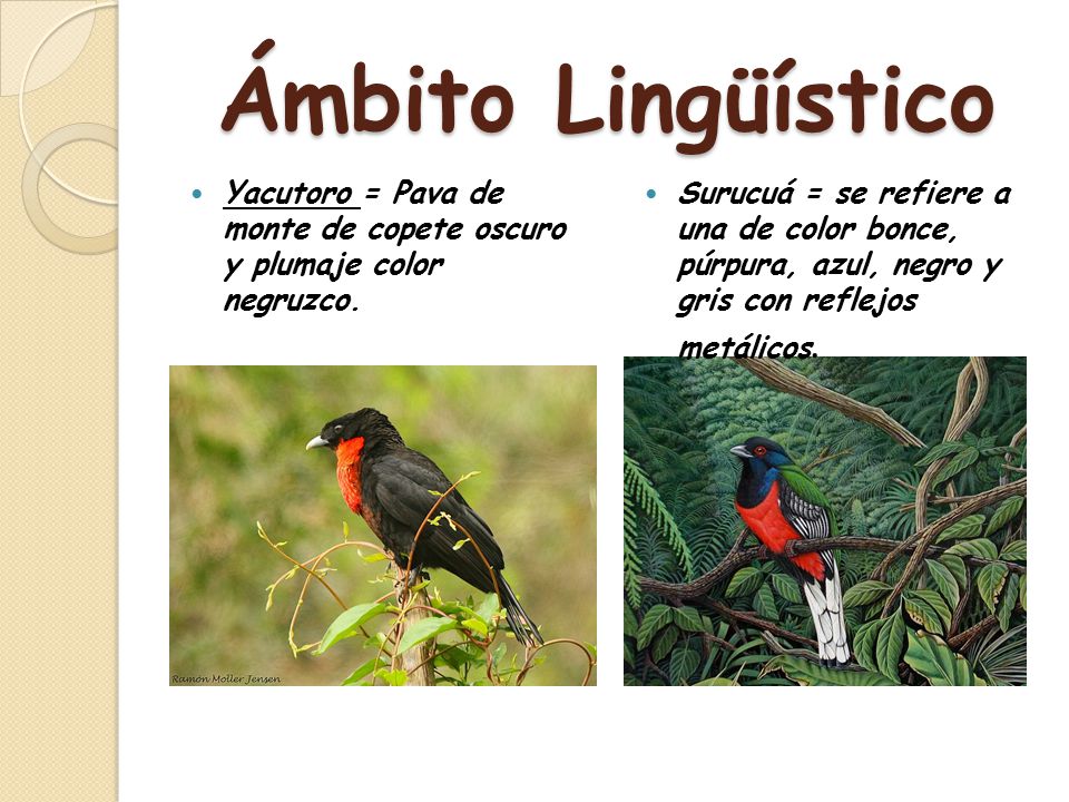 Ámbito Lingüístico Yacutoro = Pava de monte de copete oscuro y plumaje color negruzco.