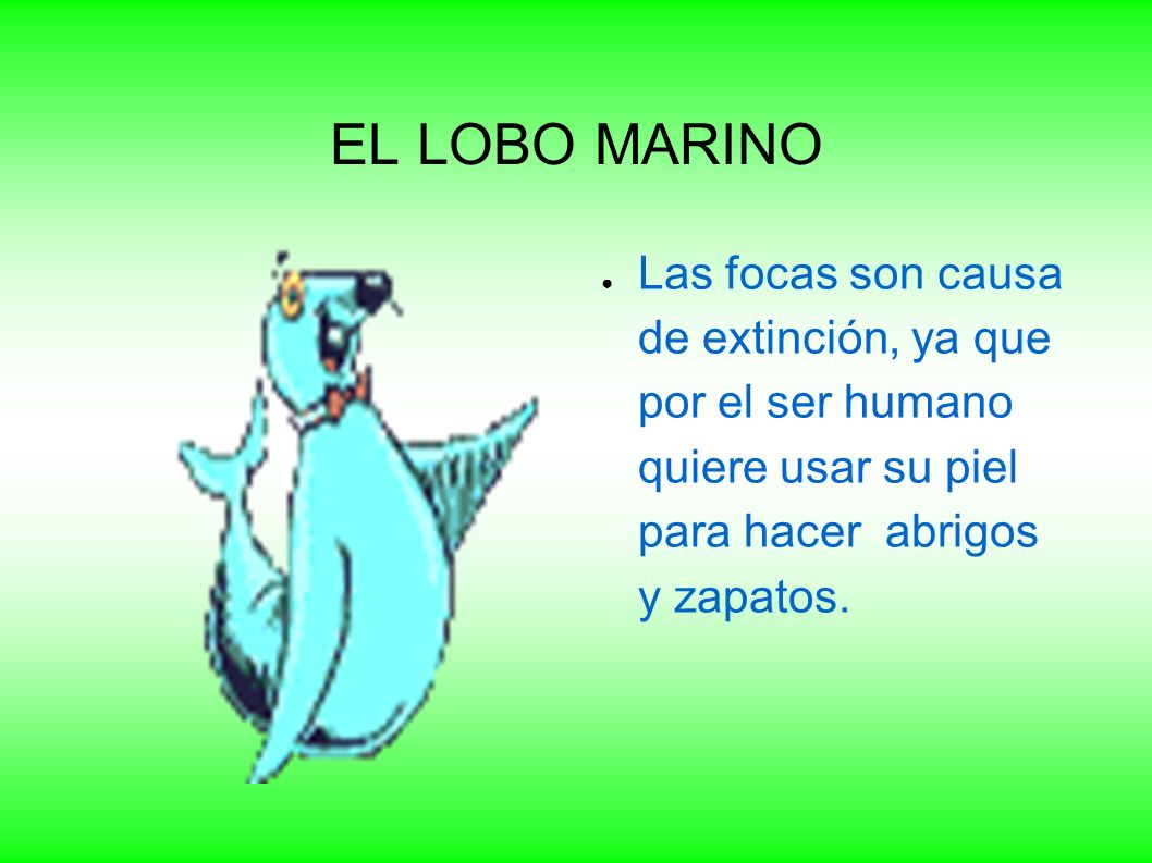 EL LOBO MARINO Las focas son causa de extinción, ya que por el ser humano quiere usar su piel para hacer abrigos y zapatos.