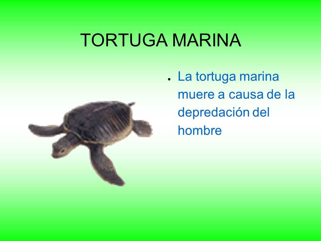 TORTUGA MARINA La tortuga marina muere a causa de la depredación del hombre