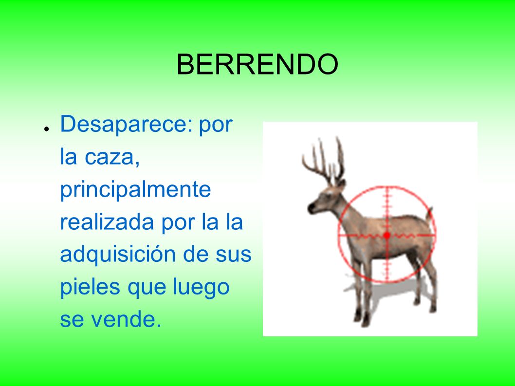 BERRENDO Desaparece: por la caza, principalmente realizada por la la adquisición de sus pieles que luego se vende.