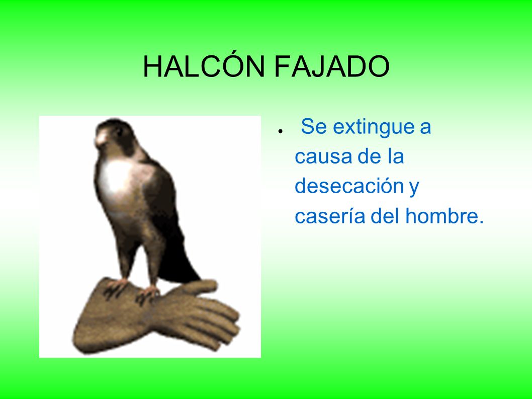 HALCÓN FAJADO Se extingue a causa de la desecación y casería del hombre.