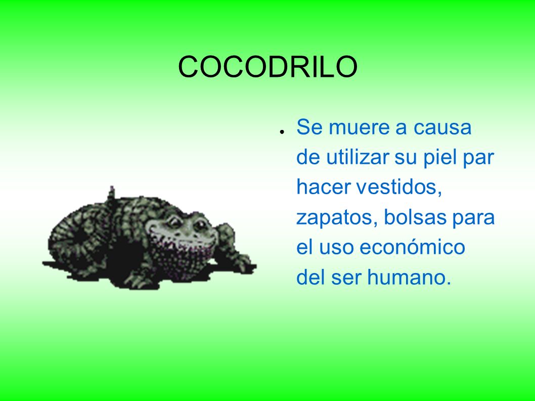 COCODRILO Se muere a causa de utilizar su piel par hacer vestidos, zapatos, bolsas para el uso económico del ser humano.