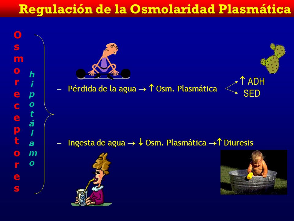 Regulación de la Osmolaridad Plasmática