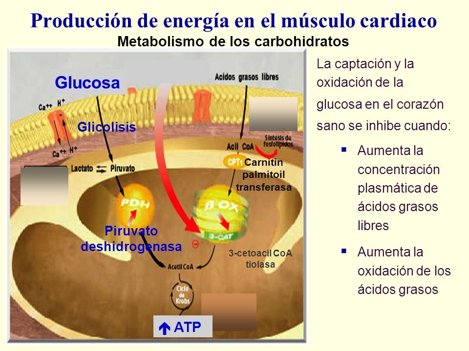 Producción de energía en el músculo cardiaco Metabolismo de los carbohidratos