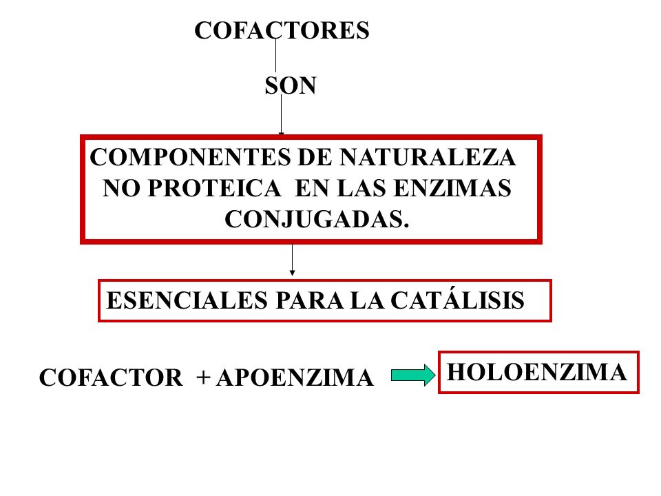 COFACTORES SON. COMPONENTES DE NATURALEZA. NO PROTEICA EN LAS ENZIMAS. CONJUGADAS. ESENCIALES PARA LA CATÁLISIS.