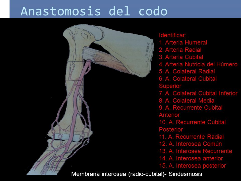 Anastomosis del codo Identificar: 1. Arteria Humeral 2. Arteria Radial