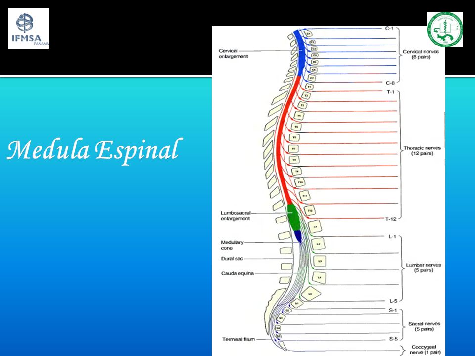 Medula Espinal Origina 31 pares de nervios raquídeos