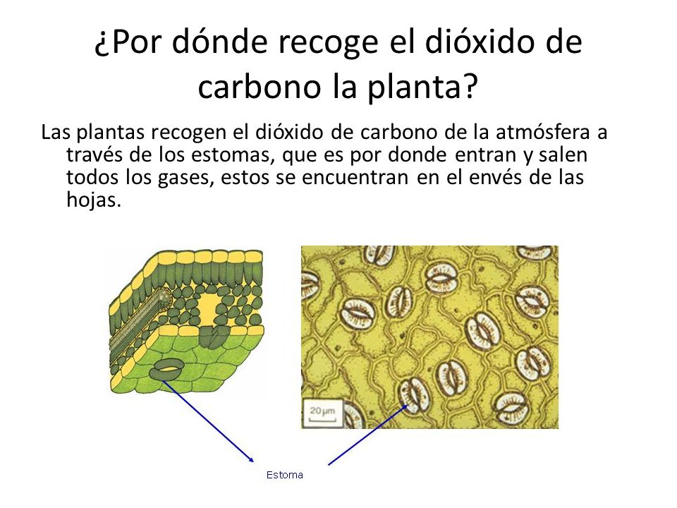 ¿Por dónde recoge el dióxido de carbono la planta