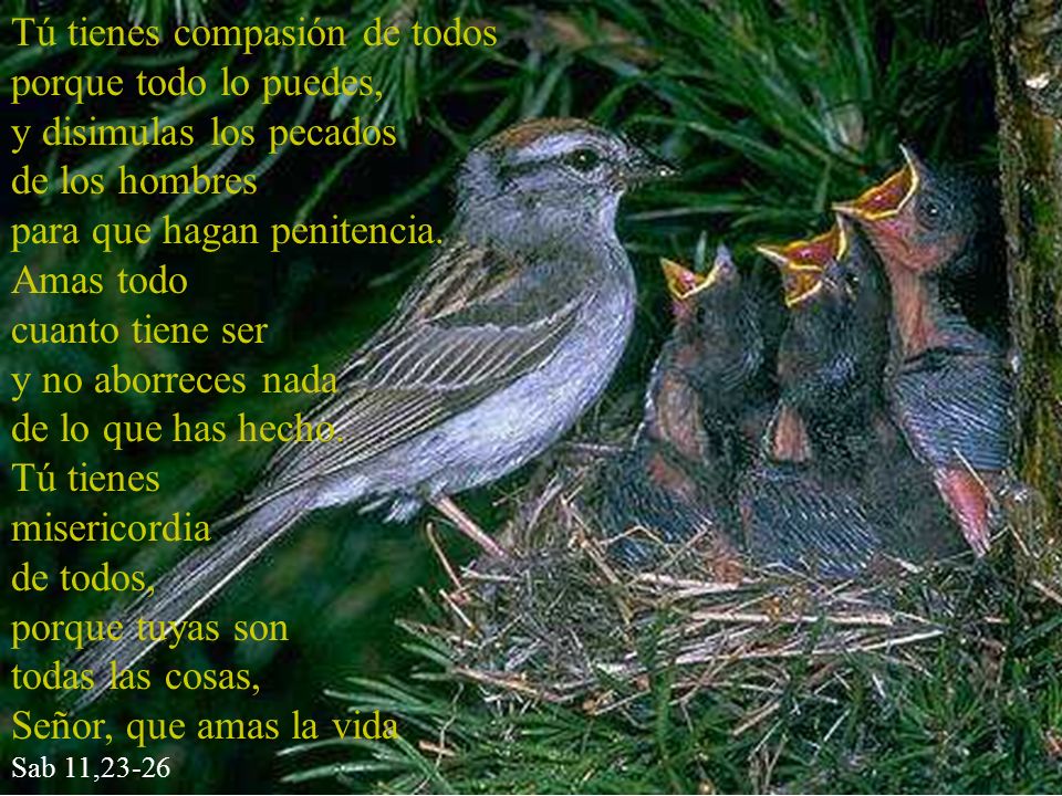 Tú tienes compasión de todos porque todo lo puedes,
