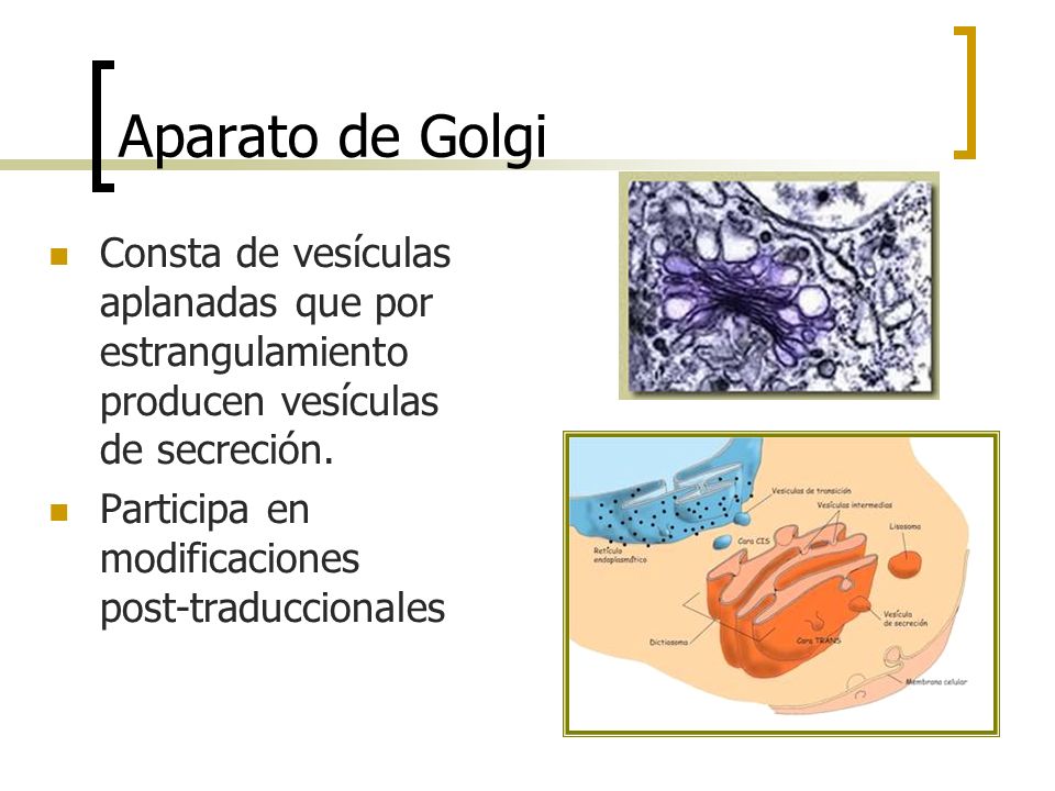 Aparato de Golgi Consta de vesículas aplanadas que por estrangulamiento producen vesículas de secreción.