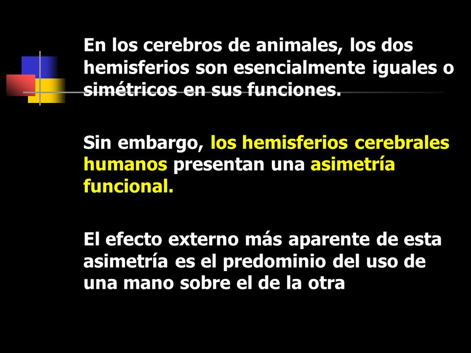 En los cerebros de animales, los dos hemisferios son esencialmente iguales o simétricos en sus funciones.