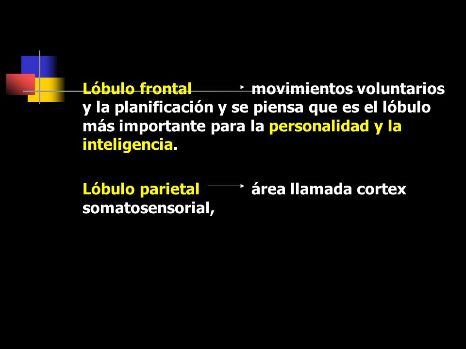 Lóbulo frontal movimientos voluntarios y la planificación y se piensa que es el lóbulo más importante para la personalidad y la inteligencia.