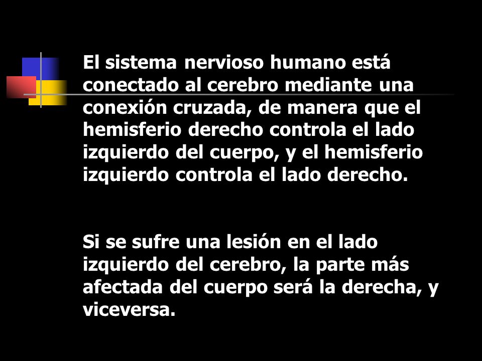 El sistema nervioso humano está conectado al cerebro mediante una conexión cruzada, de manera que el hemisferio derecho controla el lado izquierdo del cuerpo, y el hemisferio izquierdo controla el lado derecho.