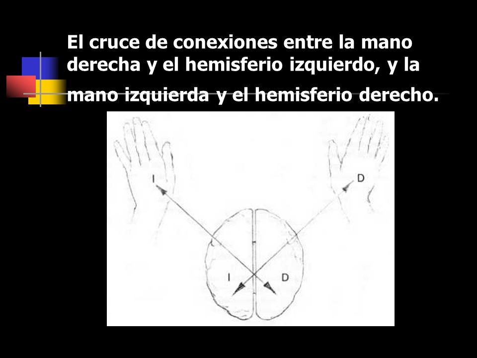 El cruce de conexiones entre la mano derecha y el hemisferio izquierdo, y la mano izquierda y el hemisferio derecho.