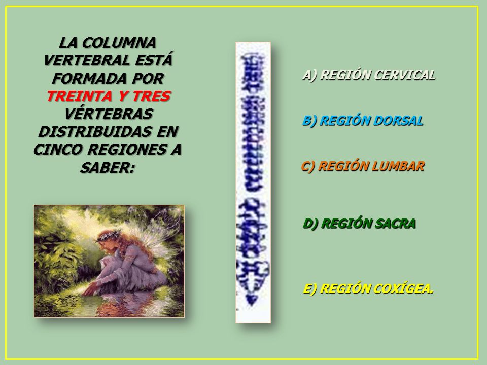 LA COLUMNA VERTEBRAL ESTÁ FORMADA POR TREINTA Y TRES VÉRTEBRAS DISTRIBUIDAS EN CINCO REGIONES A SABER: