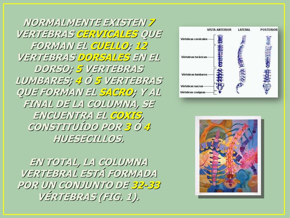 NORMALMENTE EXISTEN 7 VERTEBRAS CERVICALES QUE FORMAN EL CUELLO; 12 VERTEBRAS DORSALES EN EL DORSO; 5 VERTEBRAS LUMBARES; 4 Ó 5 VERTEBRAS QUE FORMAN EL SACRO; Y AL FINAL DE LA COLUMNA, SE ENCUENTRA EL COXIS, CONSTITUÍDO POR 3 Ó 4 HUESECILLOS.