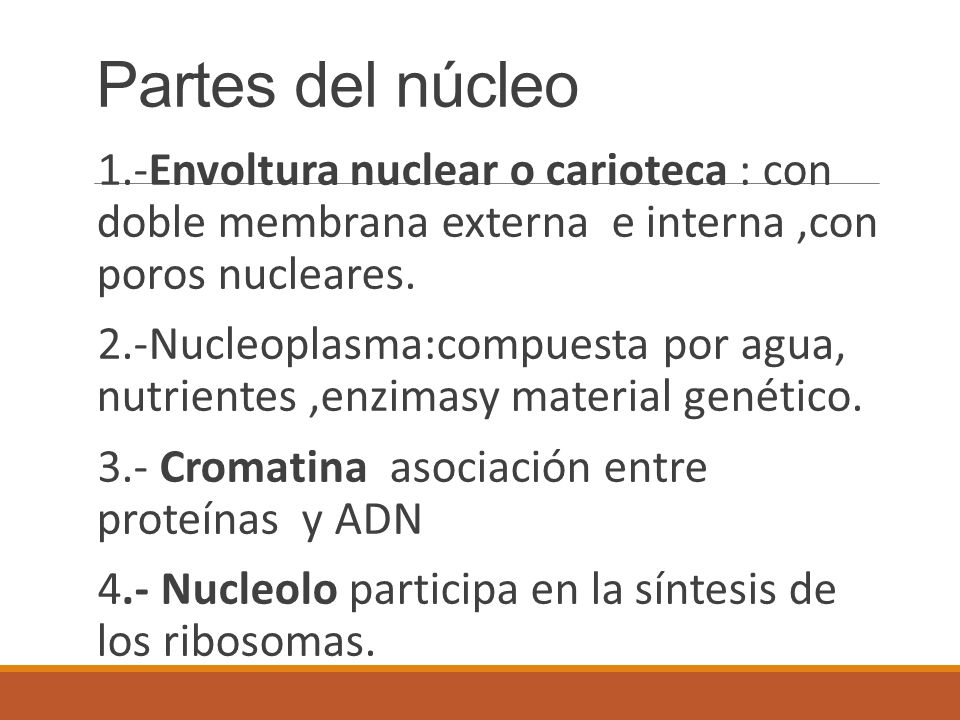 Partes del núcleo 1.-Envoltura nuclear o carioteca : con doble membrana externa e interna ,con poros nucleares.