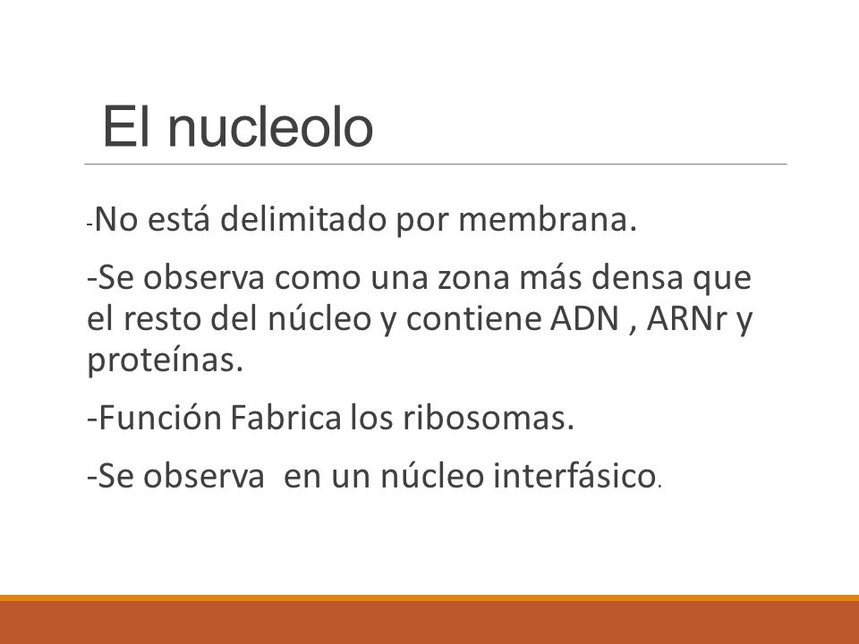 El nucleolo -No está delimitado por membrana. -Se observa como una zona más densa que el resto del núcleo y contiene ADN , ARNr y proteínas.