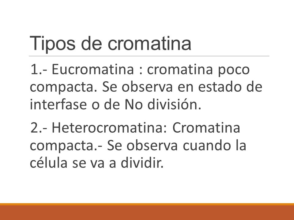 Tipos de cromatina 1.- Eucromatina : cromatina poco compacta. Se observa en estado de interfase o de No división.