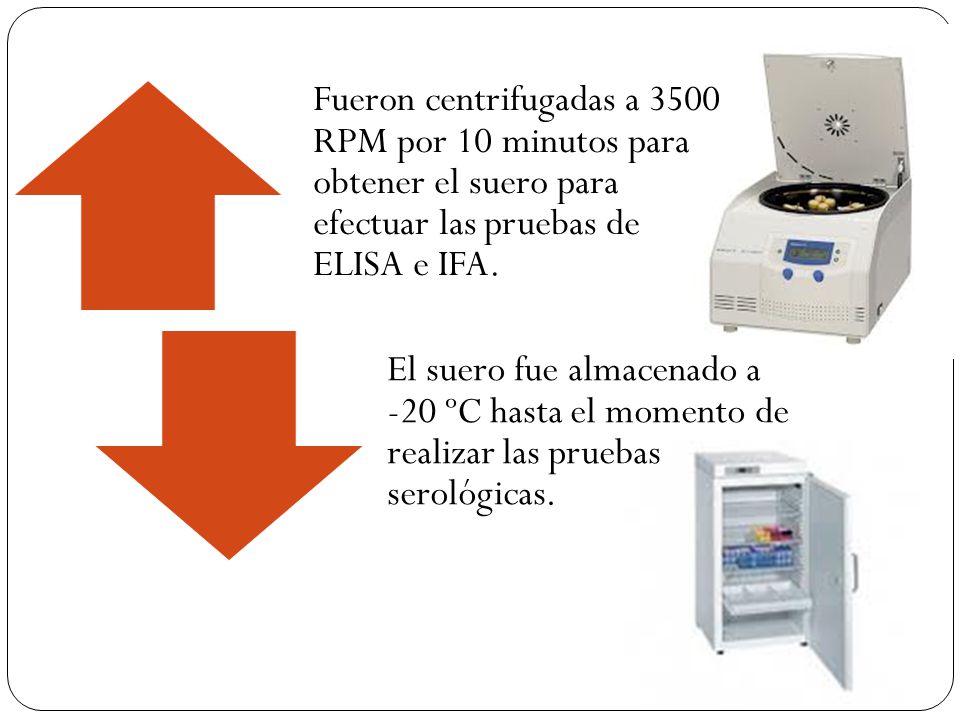 Fueron centrifugadas a 3500 RPM por 10 minutos para obtener el suero para efectuar las pruebas de ELISA e IFA.