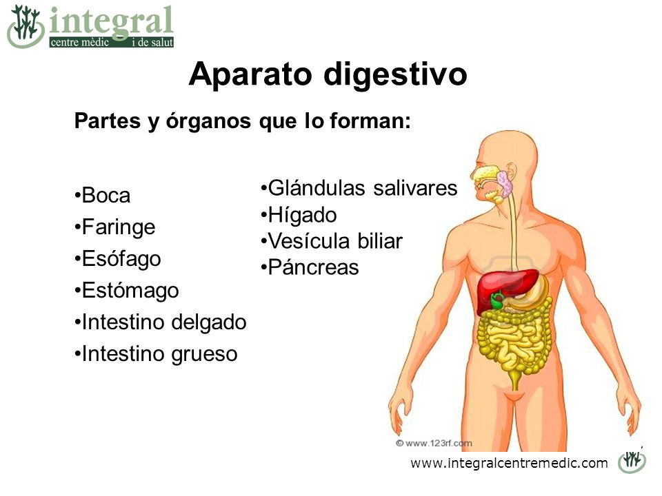 Aparato digestivo Partes y órganos que lo forman: Boca Faringe Esófago