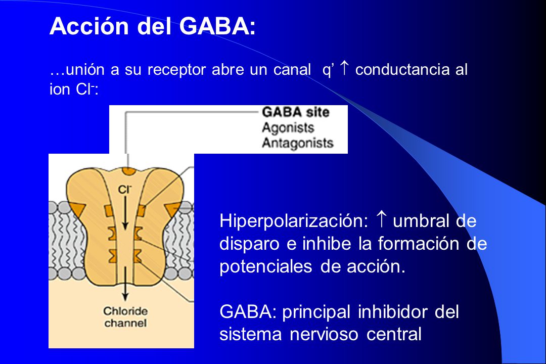 Acción del GABA: …unión a su receptor abre un canal q’  conductancia al ion Cl-:
