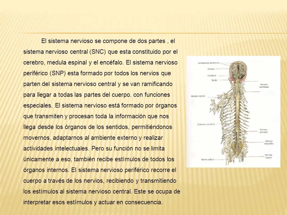 El sistema nervioso se compone de dos partes , el sistema nervioso central (SNC) que esta constituido por el cerebro, medula espinal y el encéfalo.