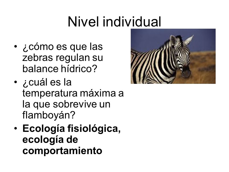 Nivel individual ¿cómo es que las zebras regulan su balance hídrico