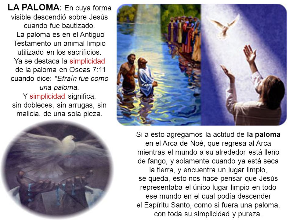 LA PALOMA: En cuya forma visible descendió sobre Jesús cuando fue bautizado.