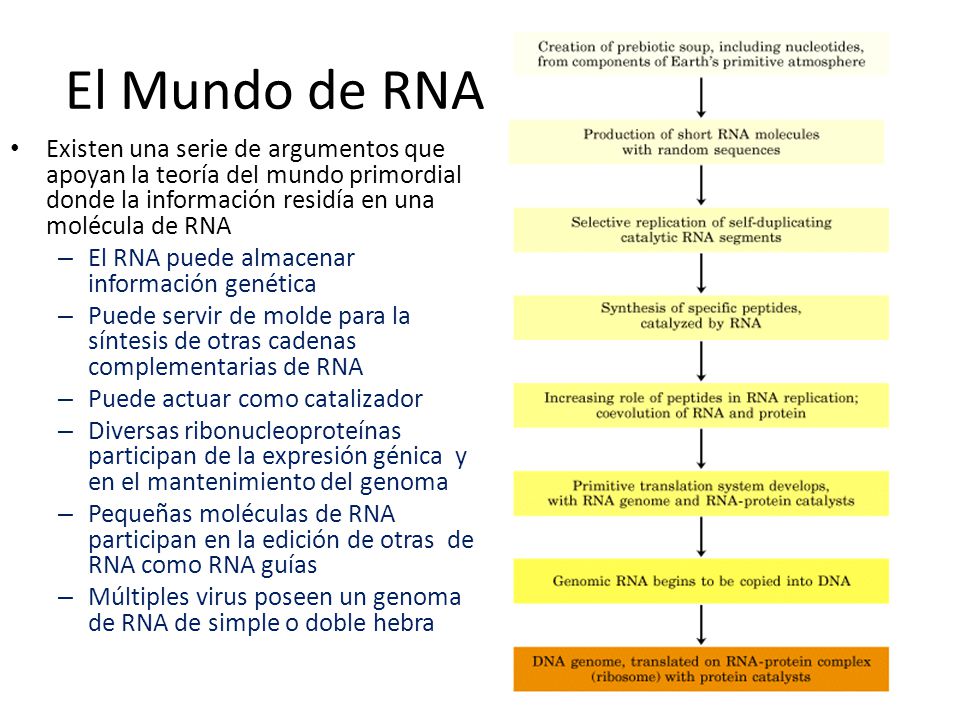 El Mundo de RNA Existen una serie de argumentos que apoyan la teoría del mundo primordial donde la información residía en una molécula de RNA.