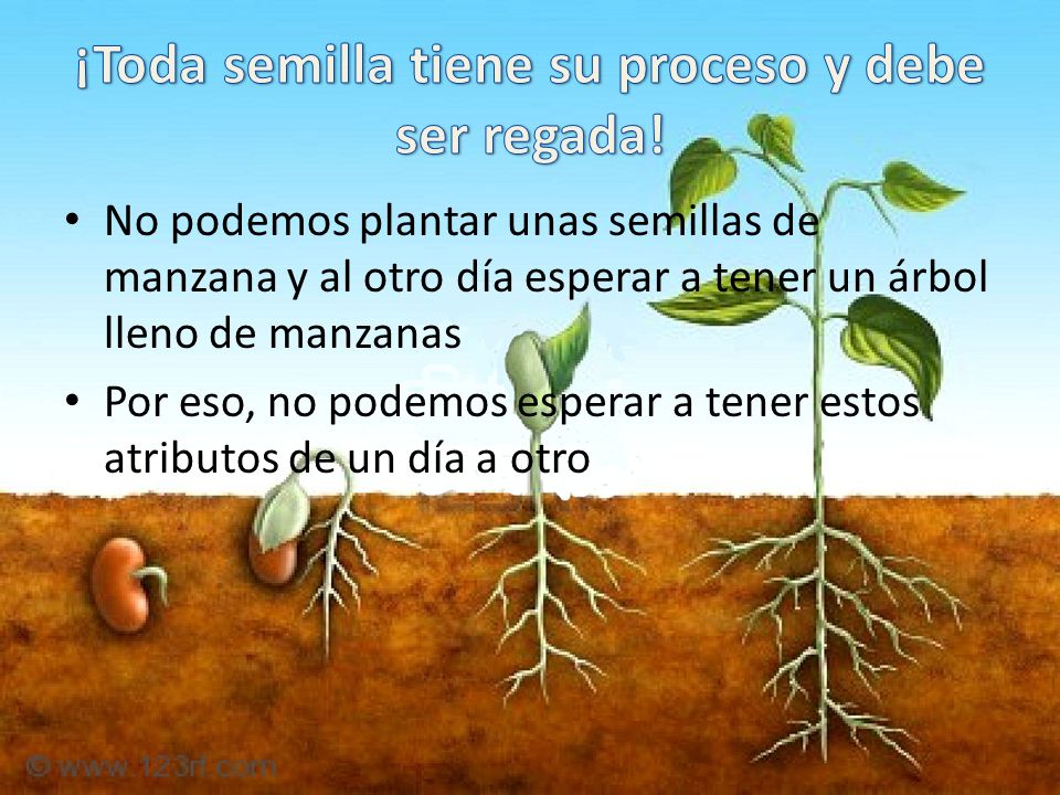 ¡Toda semilla tiene su proceso y debe ser regada!