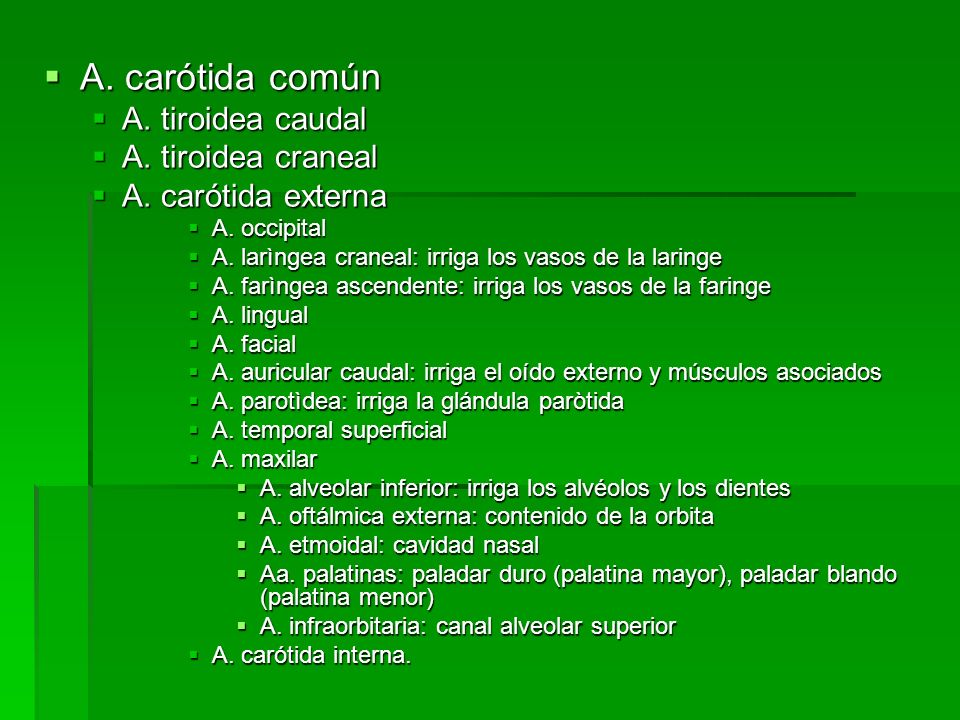 A. carótida común A. tiroidea caudal A. tiroidea craneal
