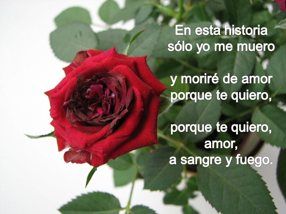En esta historia sólo yo me muero y moriré de amor porque te quiero, amor, a sangre y fuego.
