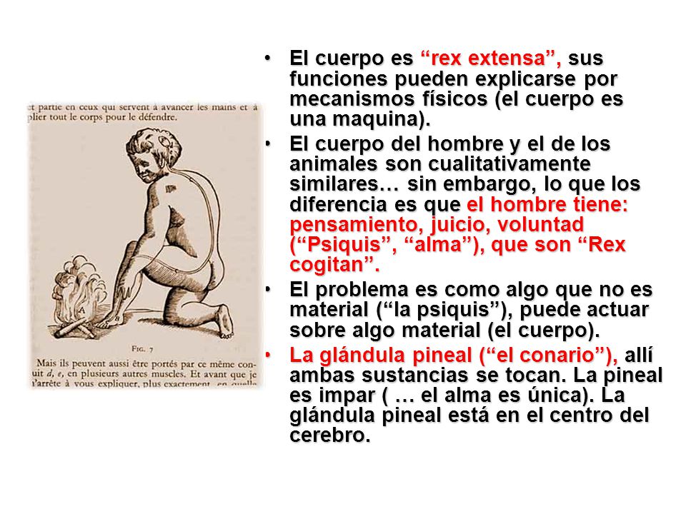 El cuerpo es rex extensa , sus funciones pueden explicarse por mecanismos físicos (el cuerpo es una maquina).
