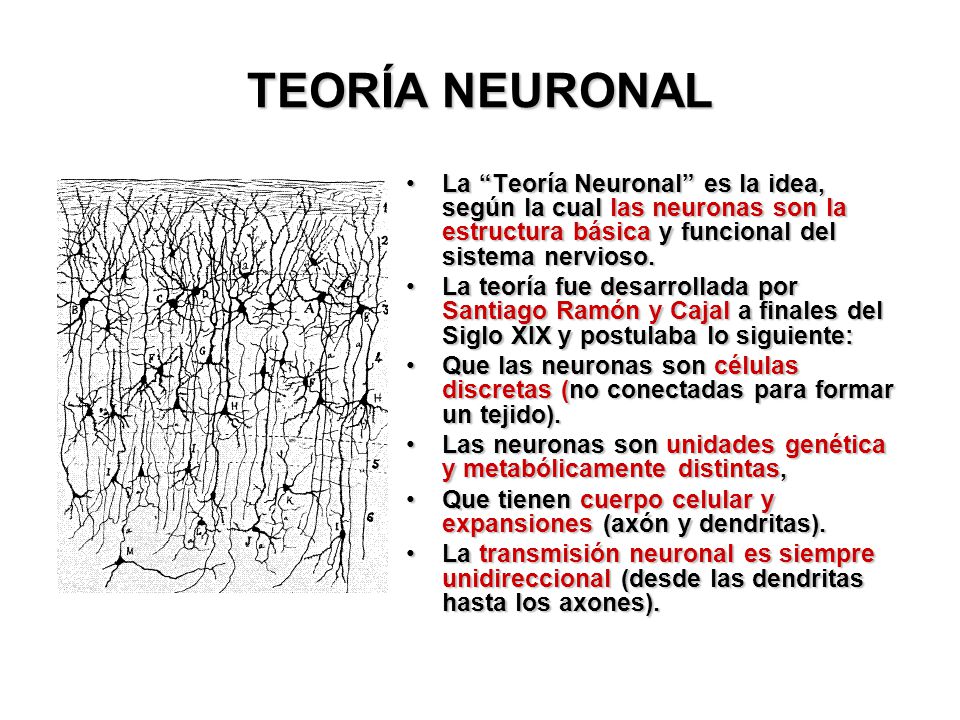 TEORÍA NEURONAL La Teoría Neuronal es la idea, según la cual las neuronas son la estructura básica y funcional del sistema nervioso.