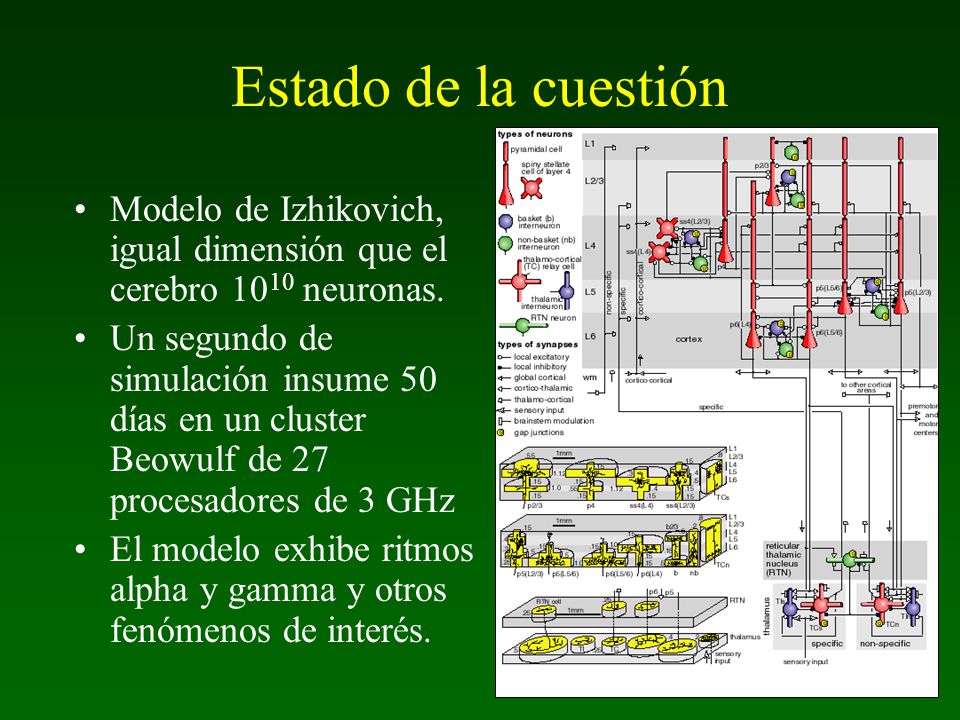 Estado de la cuestión Modelo de Izhikovich, igual dimensión que el cerebro 1010 neuronas.