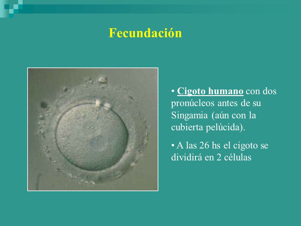 Fecundación Cigoto humano con dos pronúcleos antes de su Singamia (aún con la cubierta pelúcida).