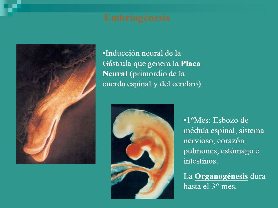 Embriogénesis Inducción neural de la Gástrula que genera la Placa Neural (primordio de la cuerda espinal y del cerebro).