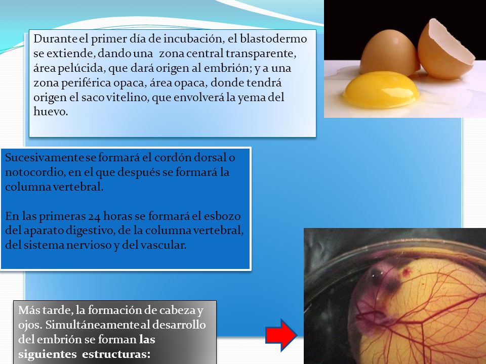Durante el primer día de incubación, el blastodermo se extiende, dando una zona central transparente, área pelúcida, que dará origen al embrión; y a una zona periférica opaca, área opaca, donde tendrá origen el saco vitelino, que envolverá la yema del huevo.