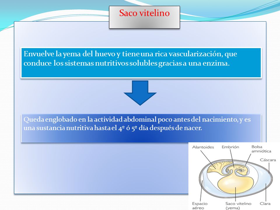 Saco vitelino Envuelve la yema del huevo y tiene una rica vascularización, que conduce los sistemas nutritivos solubles gracias a una enzima.