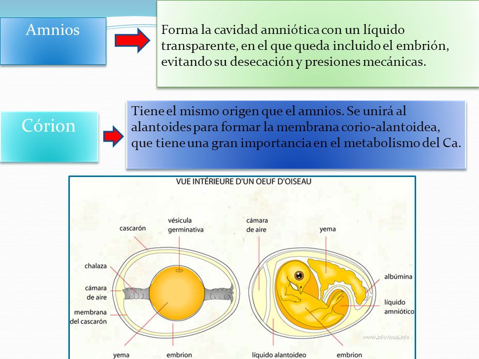 Forma la cavidad amniótica con un líquido transparente, en el que queda incluido el embrión, evitando su desecación y presiones mecánicas.