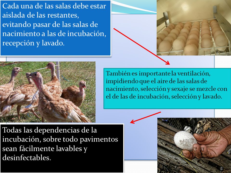 Cada una de las salas debe estar aislada de las restantes, evitando pasar de las salas de nacimiento a las de incubación, recepción y lavado.