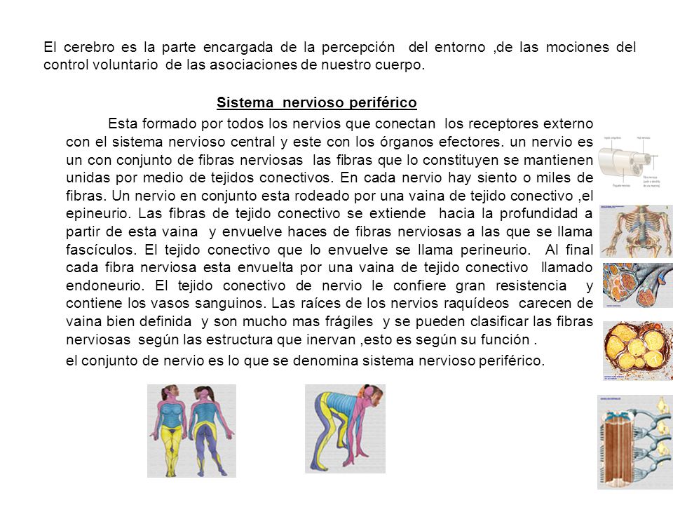 El cerebro es la parte encargada de la percepción del entorno ,de las mociones del control voluntario de las asociaciones de nuestro cuerpo.