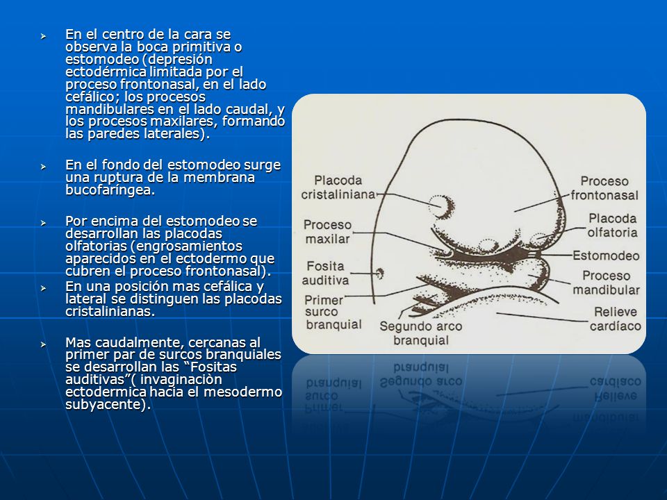En el centro de la cara se observa la boca primitiva o estomodeo (depresión ectodérmica limitada por el proceso frontonasal, en el lado cefálico; los procesos mandibulares en el lado caudal, y los procesos maxilares, formando las paredes laterales).