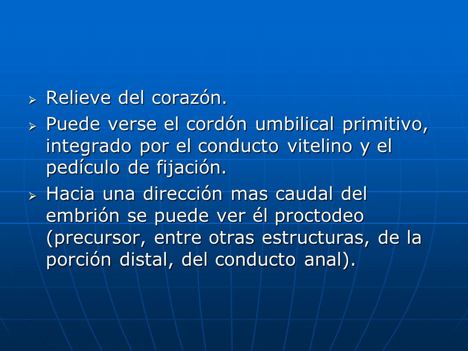 Relieve del corazón. Puede verse el cordón umbilical primitivo, integrado por el conducto vitelino y el pedículo de fijación.