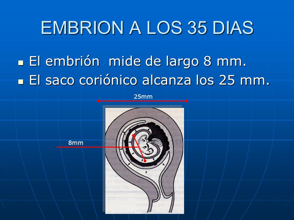 EMBRION A LOS 35 DIAS El embrión mide de largo 8 mm.