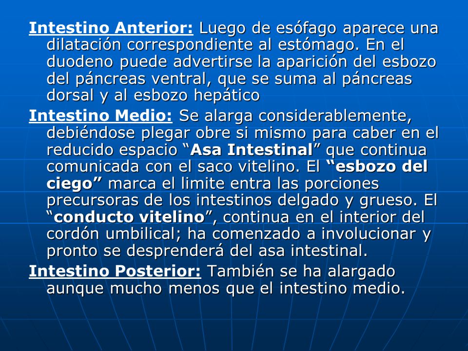 Intestino Anterior: Luego de esófago aparece una dilatación correspondiente al estómago. En el duodeno puede advertirse la aparición del esbozo del páncreas ventral, que se suma al páncreas dorsal y al esbozo hepático