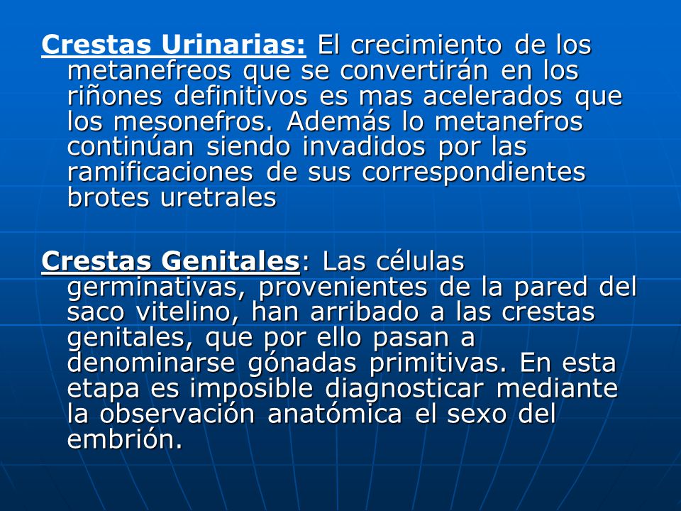 Crestas Urinarias: El crecimiento de los metanefreos que se convertirán en los riñones definitivos es mas acelerados que los mesonefros. Además lo metanefros continúan siendo invadidos por las ramificaciones de sus correspondientes brotes uretrales