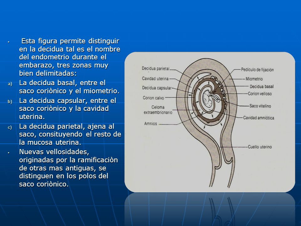 Esta figura permite distinguir en la decidua tal es el nombre del endometrio durante el embarazo, tres zonas muy bien delimitadas: