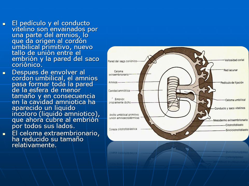 El pedículo y el conducto vitelino son envainados por una parte del amnios, lo que da origen al cordón umbilical primitivo, nuevo tallo de uniòn entre el embriòn y la pared del saco coriònico.
